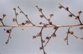 Scrophularia deserti
